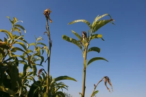 Breskvin smotavac: Praćenje pomoću sume temperature i suzbijanje