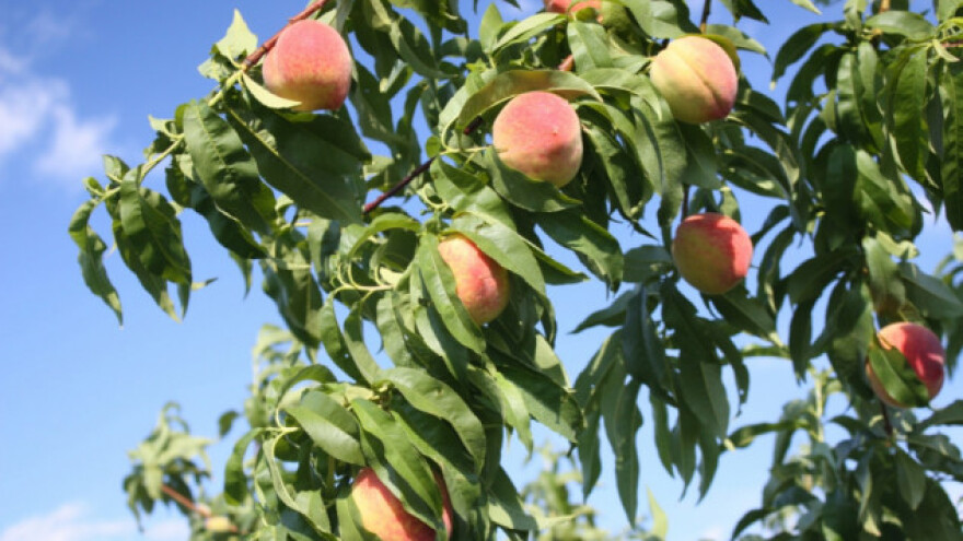 Breskvin smotavac - simptomi i suzbijanje