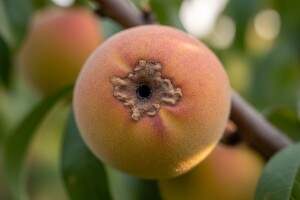 Breskvini moljci opet napadaju!