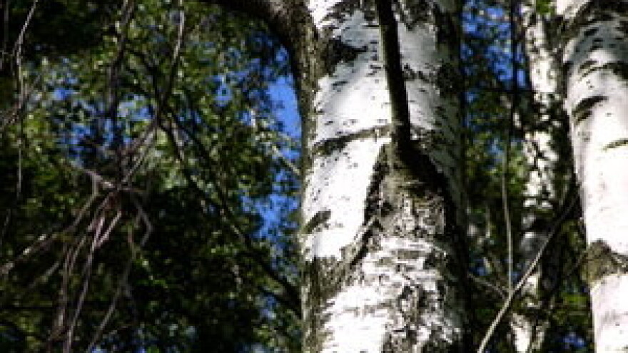 Radovi u šumi tijekom kolovoza