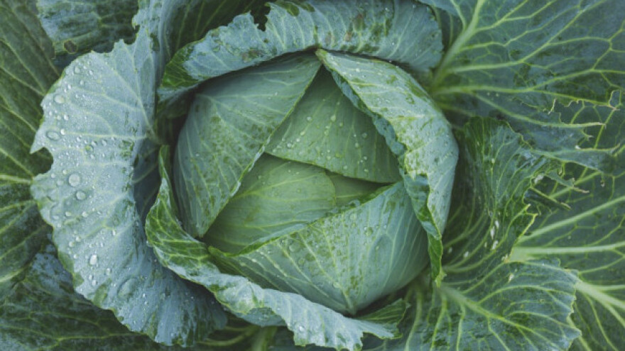 Pjegavost umanjuje tržišnu vrijednost kupusa