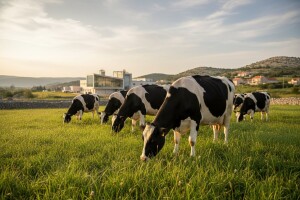 Britanski Salford gradi u Sinju najsuvremeniju mljekaru