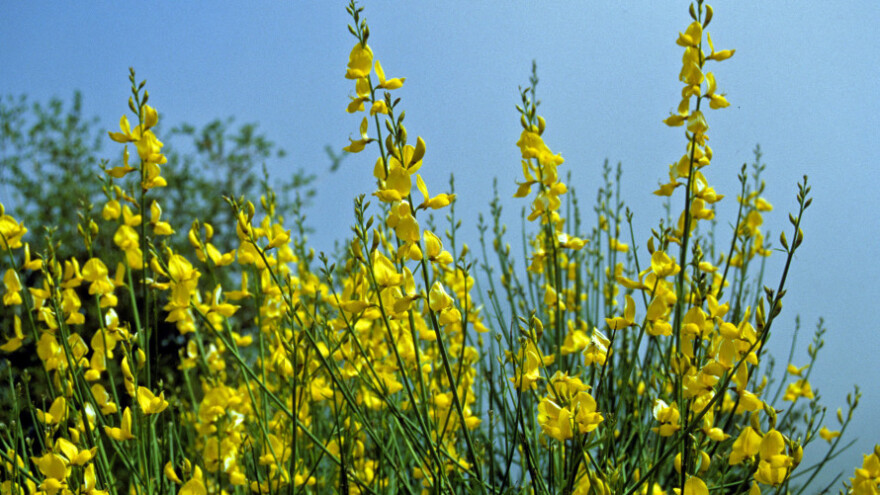 Brnistra - mahunarka od koje su se radili konopi