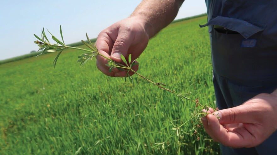 Travni korovi predstavljaju sve veći problem u usjevima žitarica