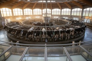 Broj proizvođača mlijeka pada - dok proizvodnja raste!