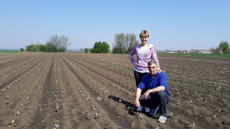 Željka Radovac: Bolja opcija je kasna proizvodnja brokolija
