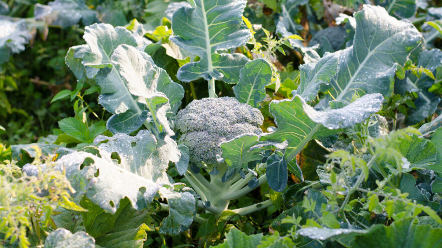 Brokoli: Kako uzgojiti prolećne kupusnjače