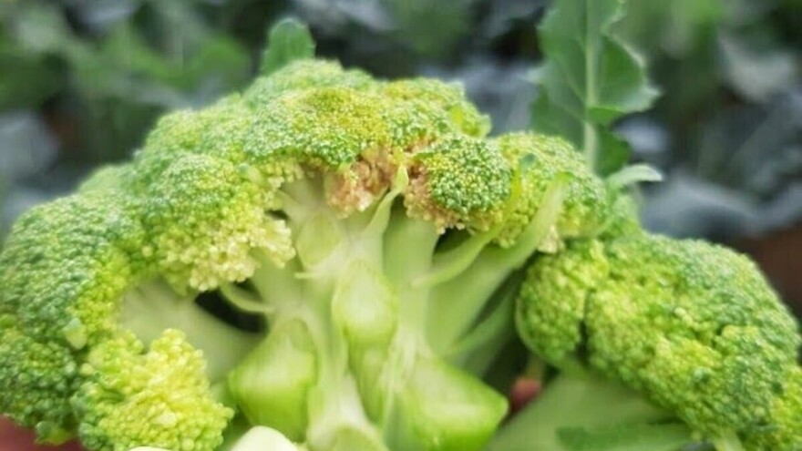 Bolesti koje prijete brokuli u plasteniku i kako ih kontrolirati?