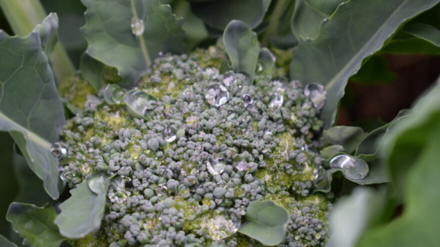 Nizozemska brokula pod vodom