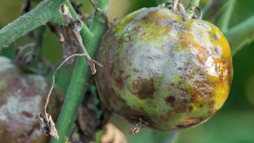 Bronzavost paradajza - toplo vrijeme pogoduje širenju virusa