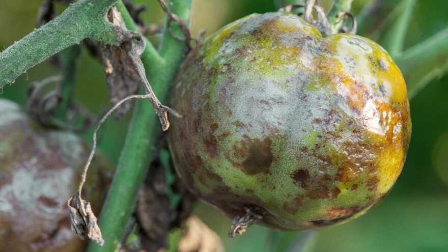Toplo vreme pogoduje širenju virusa bronzavosti paradajza