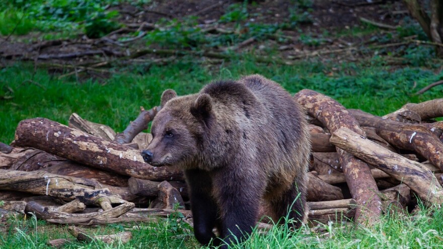 Medvjed spašen iz zamke krivolovaca i pušten u prirodu