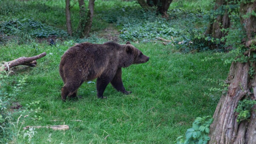 Broj šteta od medvjeda se povećao do tri puta. Povećao se i broj medvjeda?