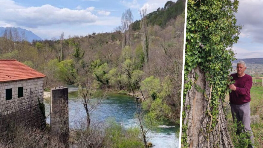 Petar Mustapić već desetak godina vodi borbu s bršljanom koji nam guši šume