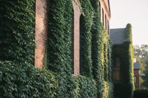 Bršljan zaštitnik domova