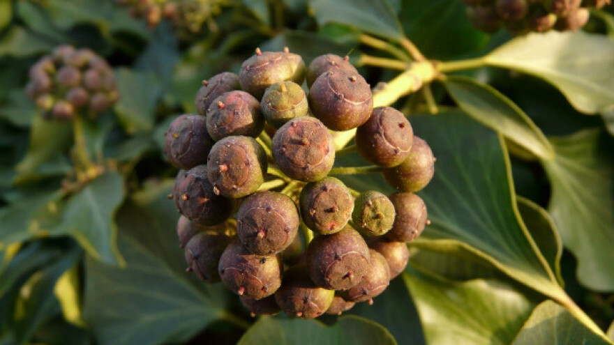 Sobno bilje za osvježavanje prostora