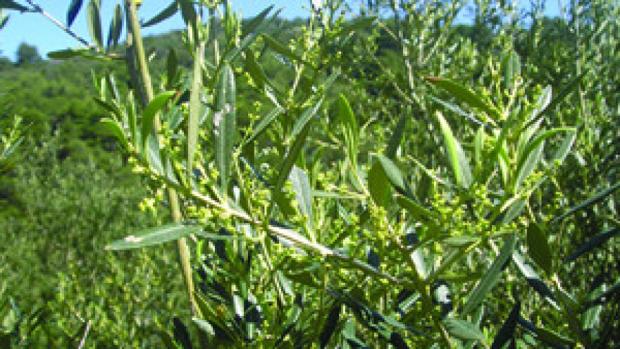 Lastovke nema na Lastovu