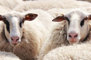 Epidemija bruceloze, oboljelo najmanje pet ljudi, sumnja se da ih je 40