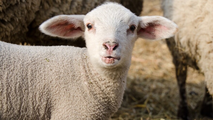 Bruceloza se pojavila i u Kreševu, pojačana kontrola životinja