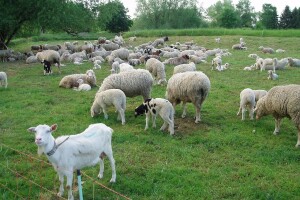 Vakcine protiv bruceloze ima samo za 50% stvarnih potreba
