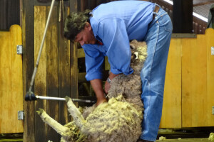 Izmjenili poticaje za veterinarstvo - razlog povećanje broja životinja pozitivnih na brucelozu