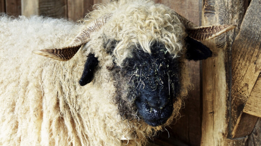 12 oboljelih od bruceloze - pojavila se diljem BiH