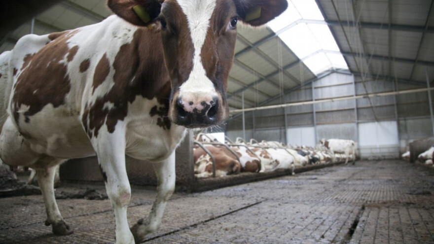 Bruceloza opet prijeti - zaražen veći broj ljudi