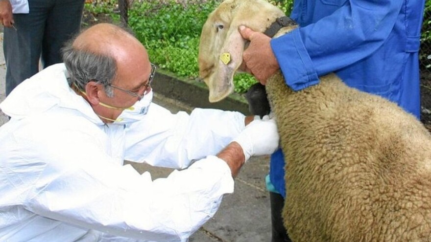 Alarm stručnjaka: Značajan rast broja oboljelih od bruceloze