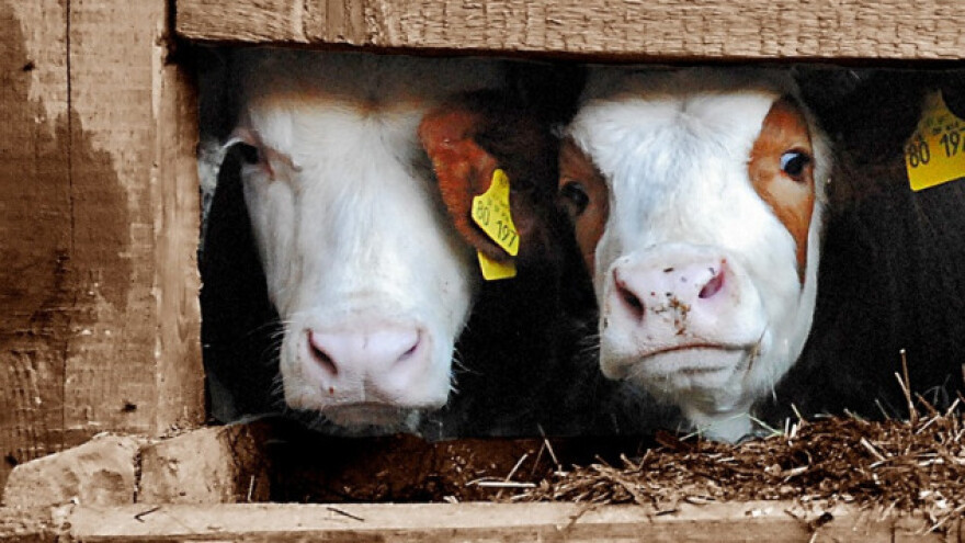 Selo zaraženo brucelozom, stoka uspavana