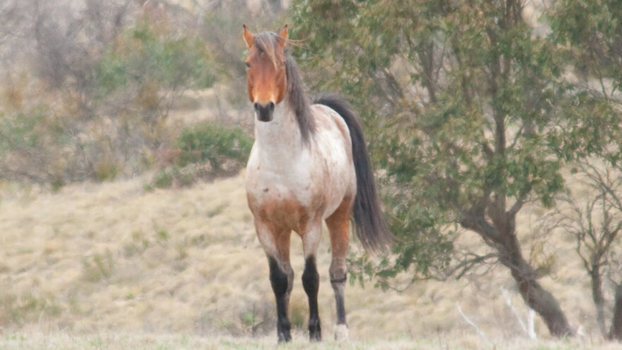 Divlji konji uginuli - presušio vodeni bazen