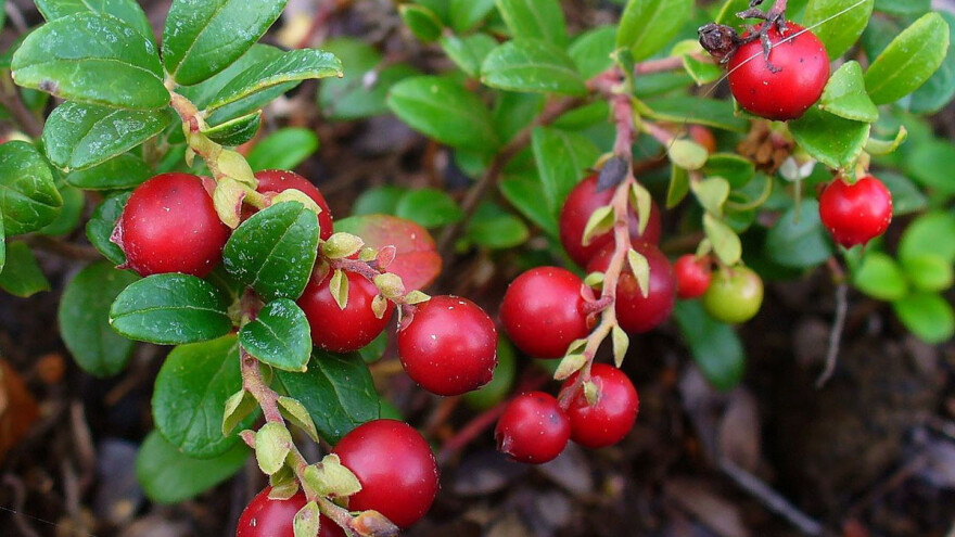Period pred nama iskoristite za sadnju brusnice - perspektivne vrste u BiH