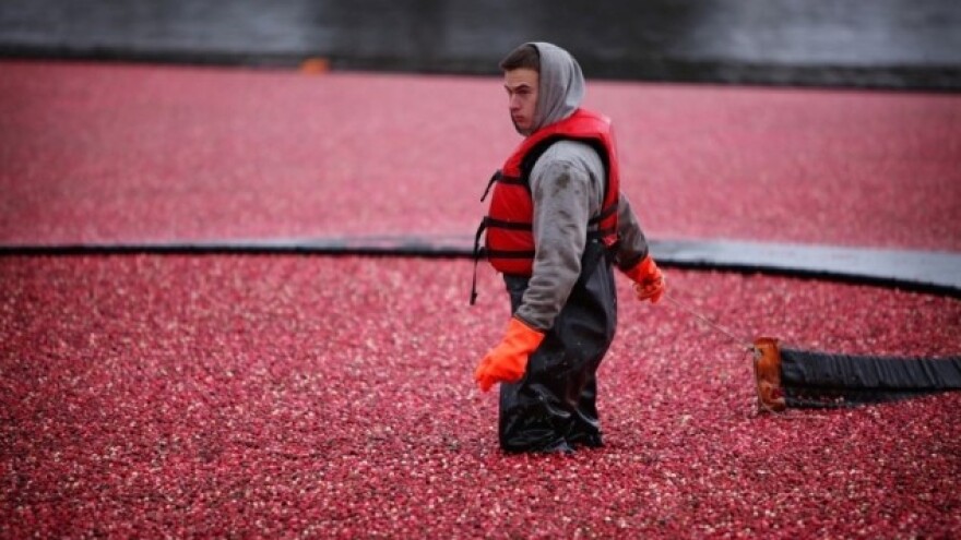 Španske &quot;bobice&quot; guraju ekonomiju