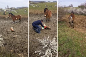 Nemoćno ždrijebe spašeno brzom reakcijom ličkih policajaca