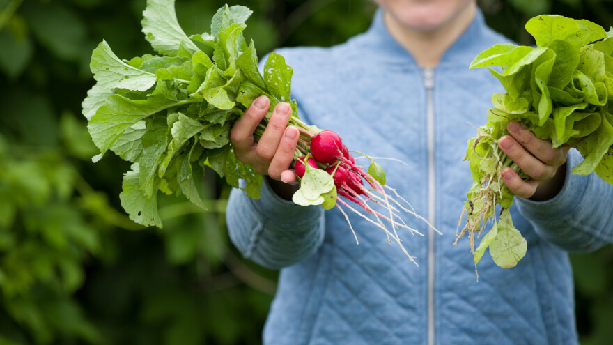 Brzorastuće povrće - posejte u septembru, jedite već u oktobru