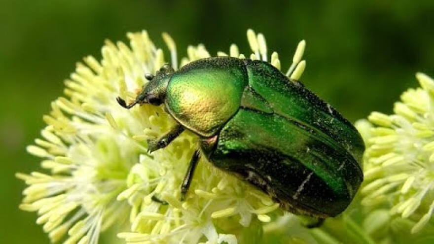 Zlatna mara i dlakavi ružičar u nasadu eko aronije