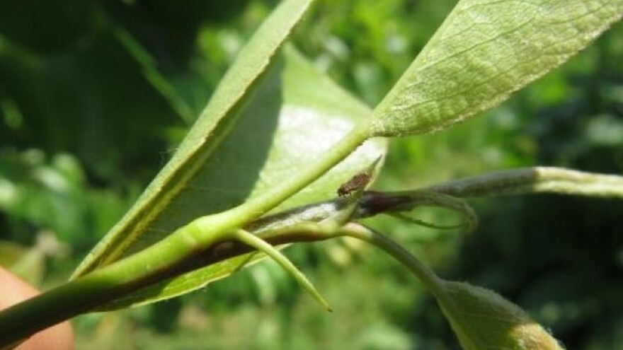 Kruškina buva: Pet generacija godišnje, hemijska zaštita otežana
