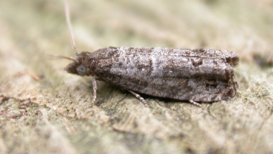 Šljivin smotavac pravi velike ekonomske štete na plodovima