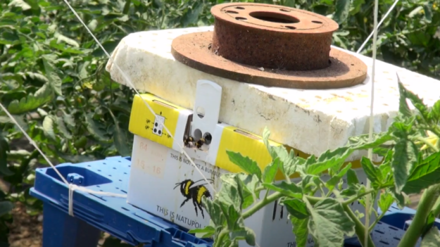 Uvezli 'radnu snagu' iz Nizozemske: Bumbari kao pomoć u uzgoju povrća