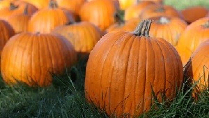 Sajam proizvoda od buče i ekoetno proizvoda