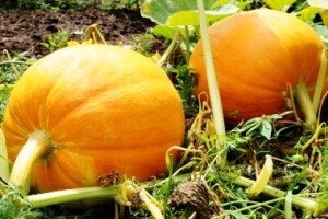 Iz IPARD-a izdvojeno 1,1 milijun kuna za uljaru