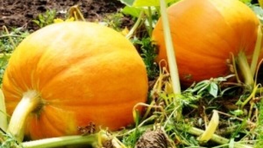 Iz IPARD-a izdvojeno 1,1 milijun kuna za uljaru