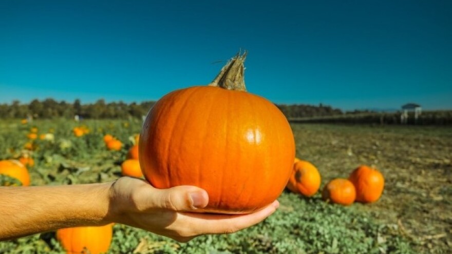 Tikve, tikvice, bundeve i buče - uzgoj i berba