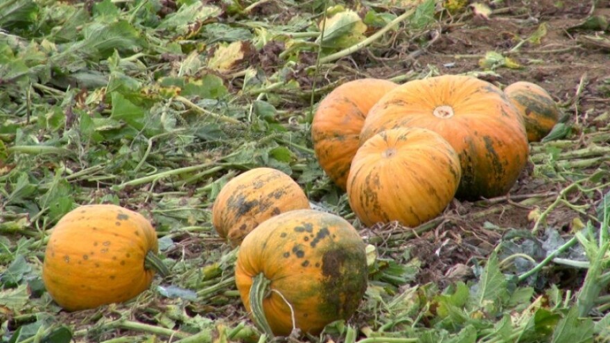 Kako su Grbići povukli EU sredstva za buču?