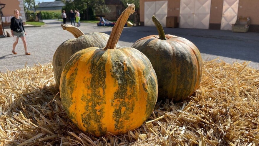 Nove generacije, stare kulture i novi načini - uljarice zamijenile krave
