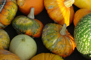 Bučijada 2010.