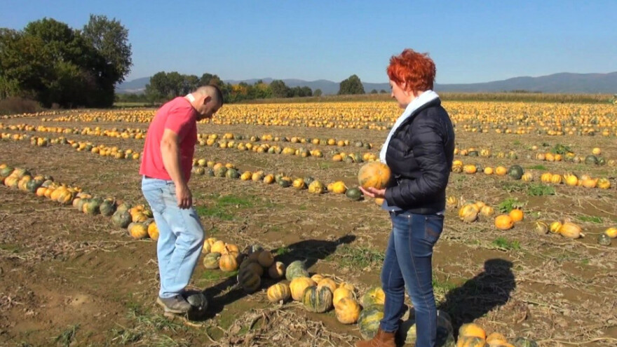 Smanjen urod buče, problem i retrovegetacija