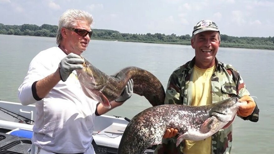 Najteži som uhvaćen ove godine na bućku ima preko 16 kilograma