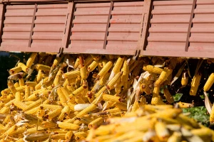 Mirno na tržištu pšenice i soje, kukuruz - 35,3 dinara po kilogramu