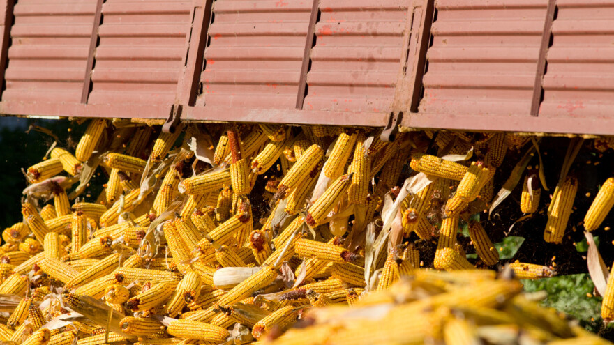 Mirno na tržištu pšenice i soje, kukuruz - 35,3 dinara po kilogramu