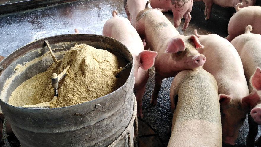 Stočna hrana: Proteini iz insekata su dobra alternativa soji?